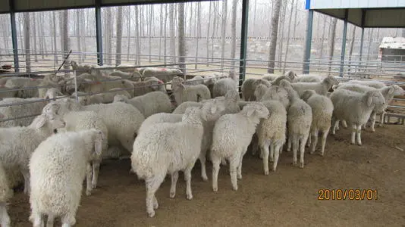 肉羊山东基地直发全国包邮价格优惠欢迎采购商联系咨询