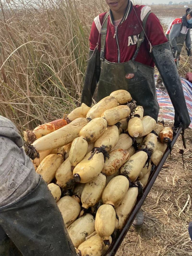 【实力】藕把莲把藕节产地发货，货源充足质量保证来电优惠