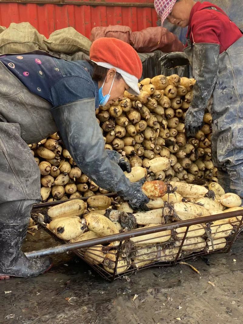 【实力】藕把莲把藕节产地发货，货源充足质量保证来电优惠