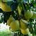 三十年老树沙田柚，甜度高产地果园直发货源充足