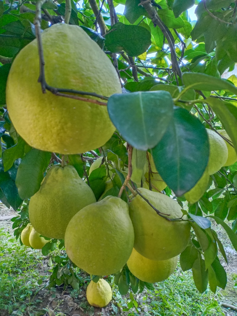 江永老树香柚，皮薄口感清甜，农户家一手货源价格实惠无中商