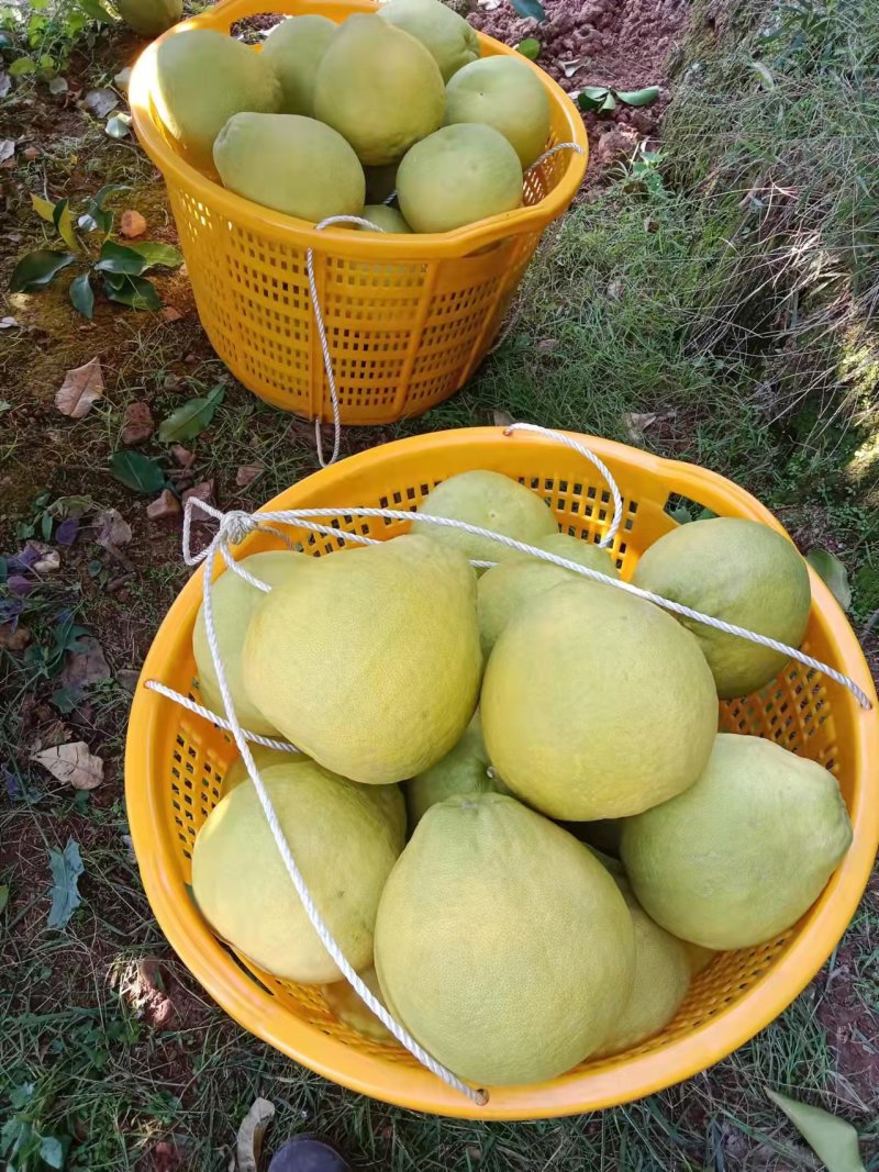 湖南江永老树沙田柚大量上市，皮薄口感清甜，农户家一手货源