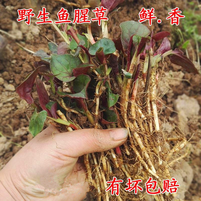 鱼腥草种子种苗四季盆栽种根折耳根种子苗家庭园艺阳台种