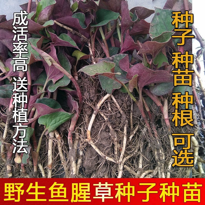 鱼腥草种子种苗四季盆栽种根折耳根种子苗家庭园艺阳台种