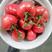 山东优质大红硬粉西红柿种植基地产地批发价格低质量好