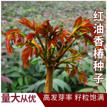 香椿种子芽苗菜香椿苗红香椿香椿树盆栽四季播红油香椿种籽