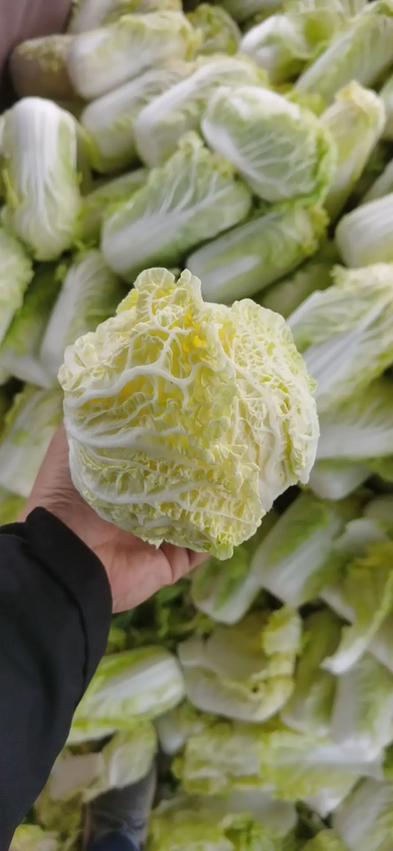 精品娃娃菜，基地新鲜采摘，保质保量发货，欢迎下单咨询
