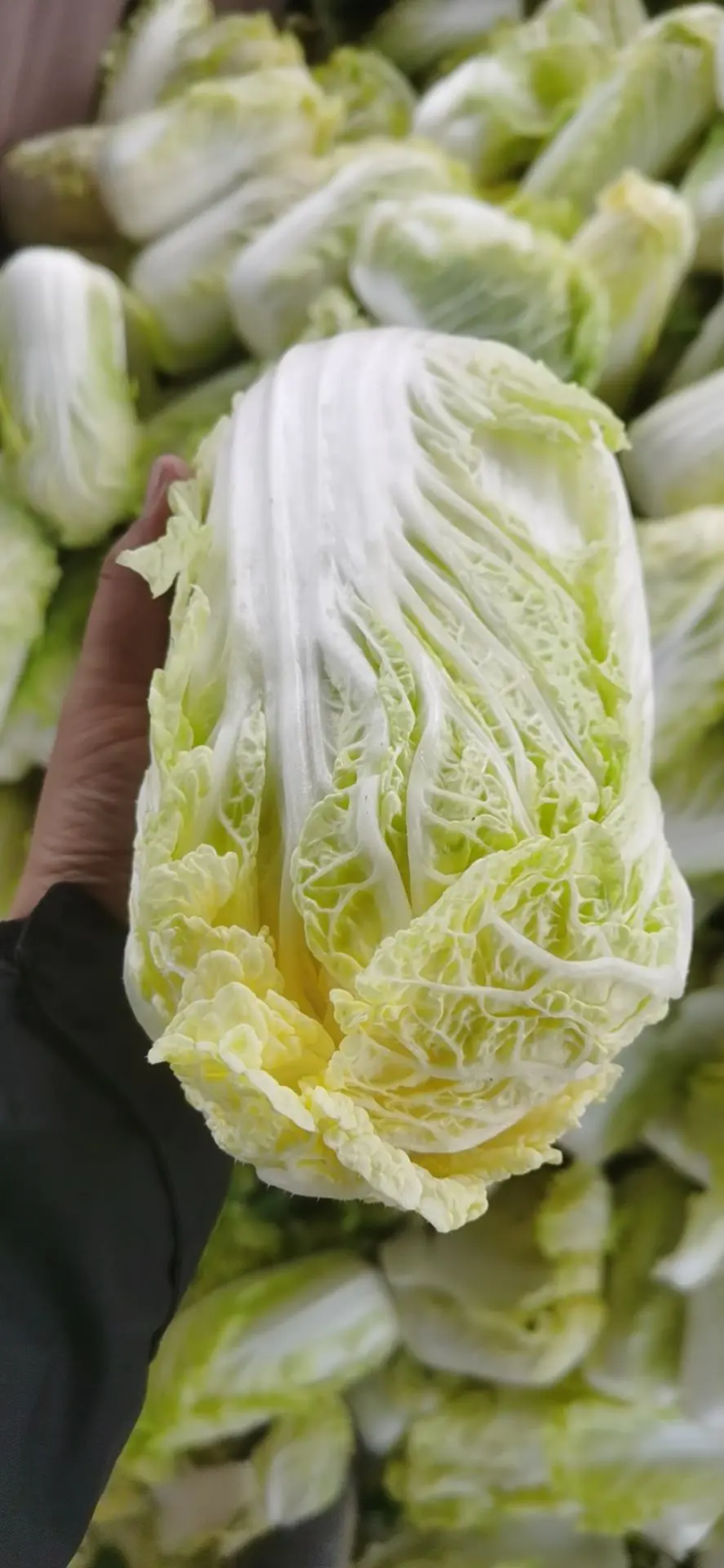 精品娃娃菜，基地新鲜采摘，保质保量发货，欢迎下单咨询