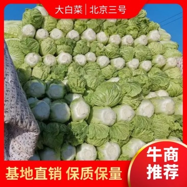 精品北京3号大白菜，基地直发，货源稳定，菜农精挑细选