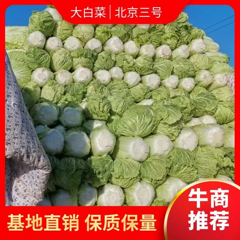 精品北京3号大白菜，基地直发，货源稳定，菜农精挑细选