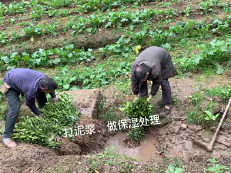 柑橘苗，黄美人柑橘苗，规格齐全，现挖现发挂果快