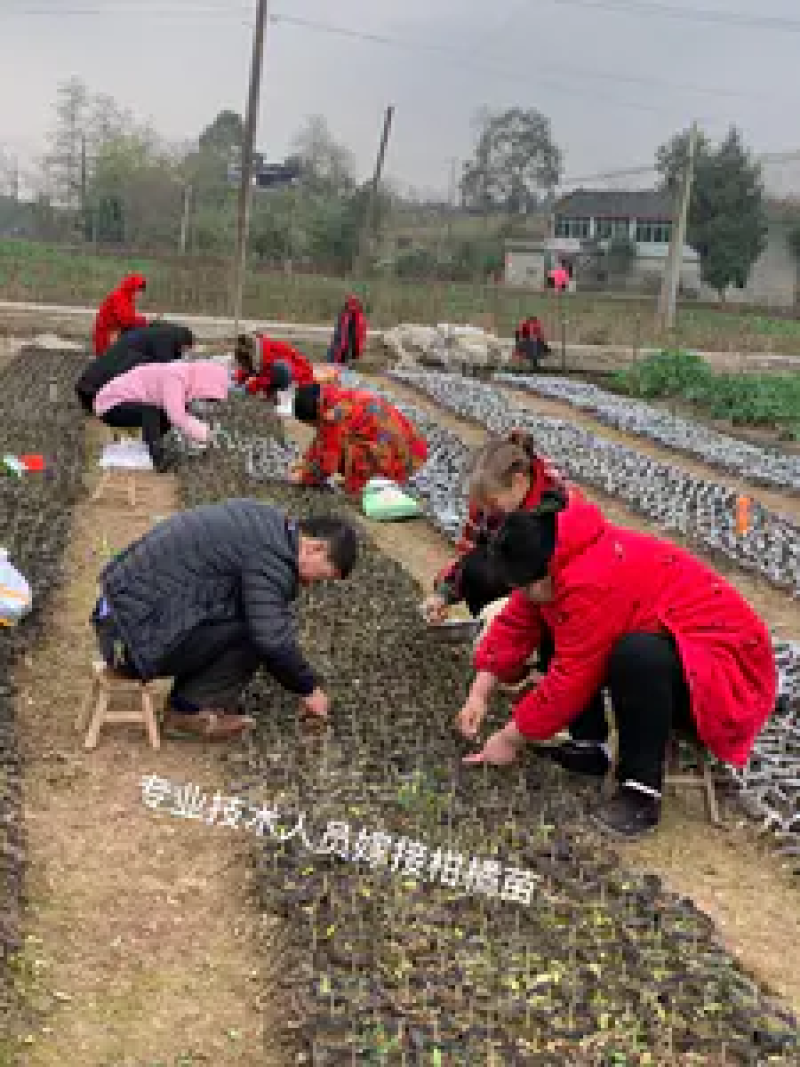 柑橘苗，黄美人柑橘苗，规格齐全，现挖现发挂果快