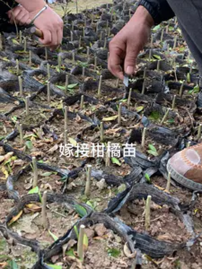 柑橘苗，黄美人柑橘苗，规格齐全，现挖现发挂果快