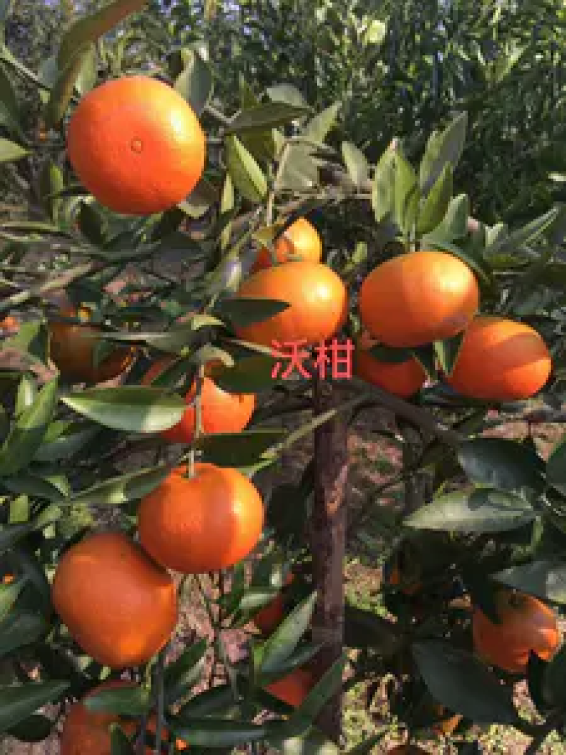 柑橘苗，黄美人柑橘苗，规格齐全，现挖现发挂果快