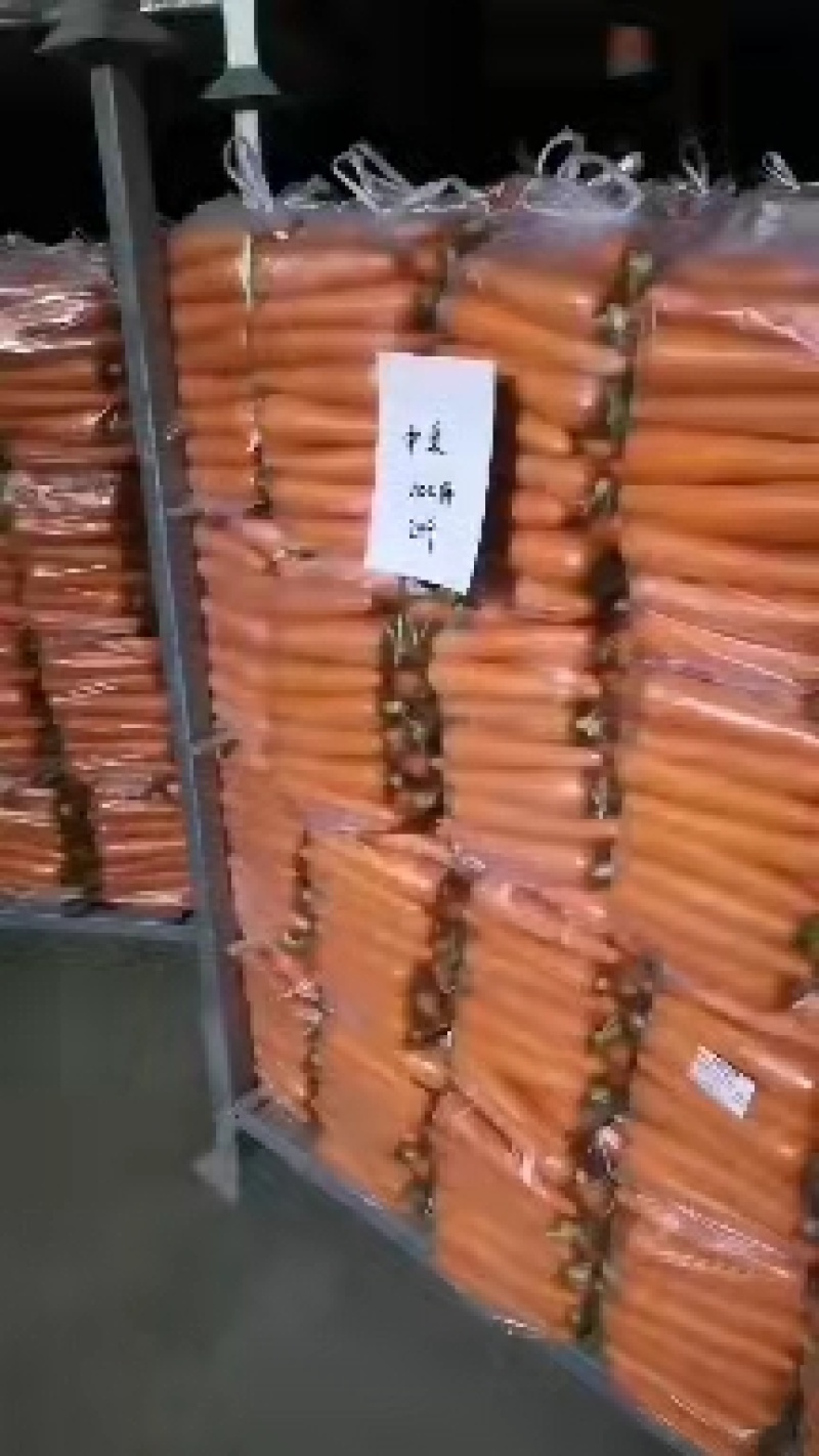 安徽全苗秧青胡萝卜三红萝卜一手货源产地直发欢迎电话联系