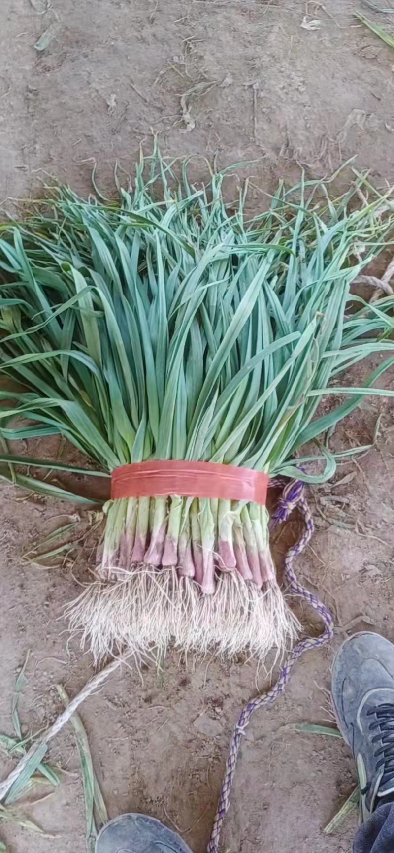 【荐】红根蒜苗万亩产地量大质优价格美丽欢迎选购