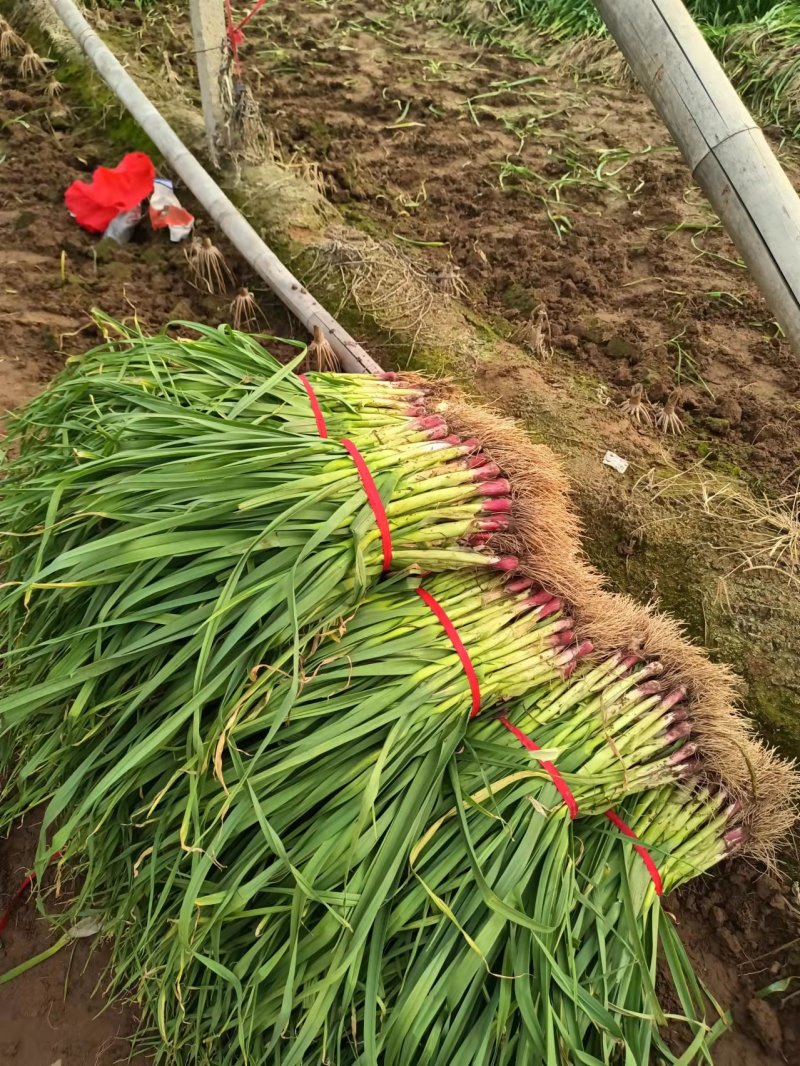 【荐】红根蒜苗万亩产地量大质优价格美丽欢迎选购