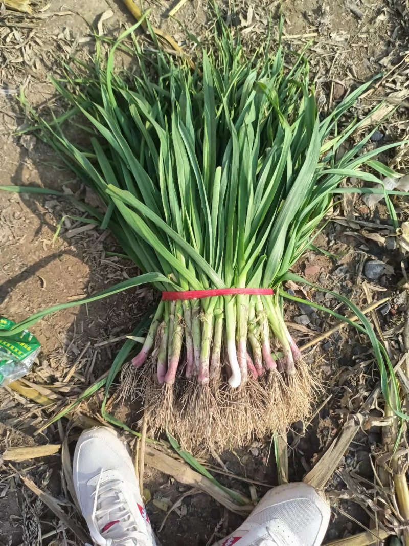 【荐】红根蒜苗万亩产地量大质优价格美丽欢迎选购