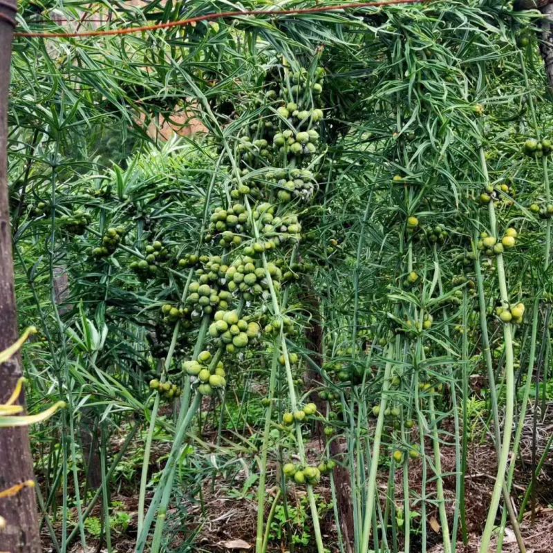 优质云南黄精种子老虎姜种子节节高种子提供技术指导成品回收