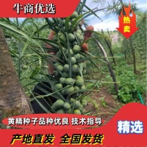 优质云南黄精种子老虎姜种子节节高种子提供技术指导成品回收