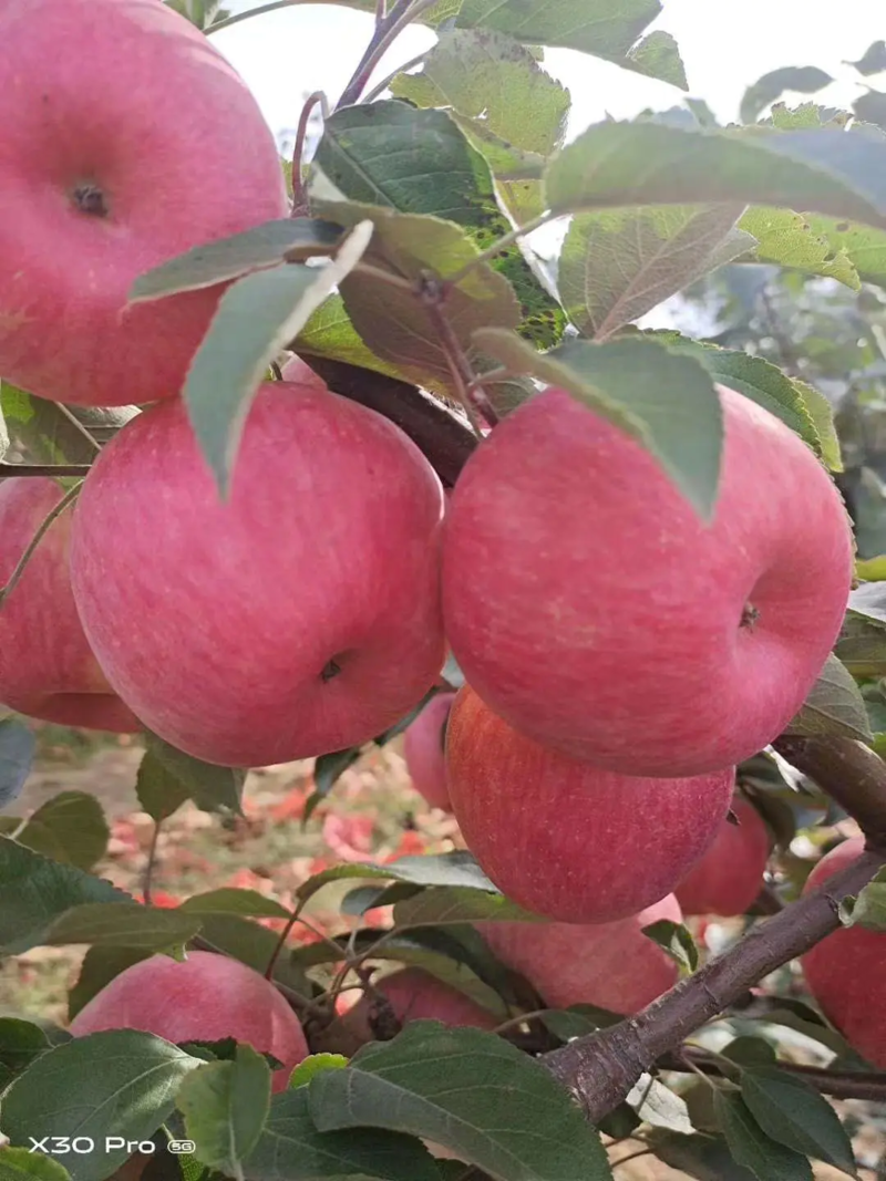 苹果，寒富苹果，皮薄肉甜，果园现发量大从优全国发货