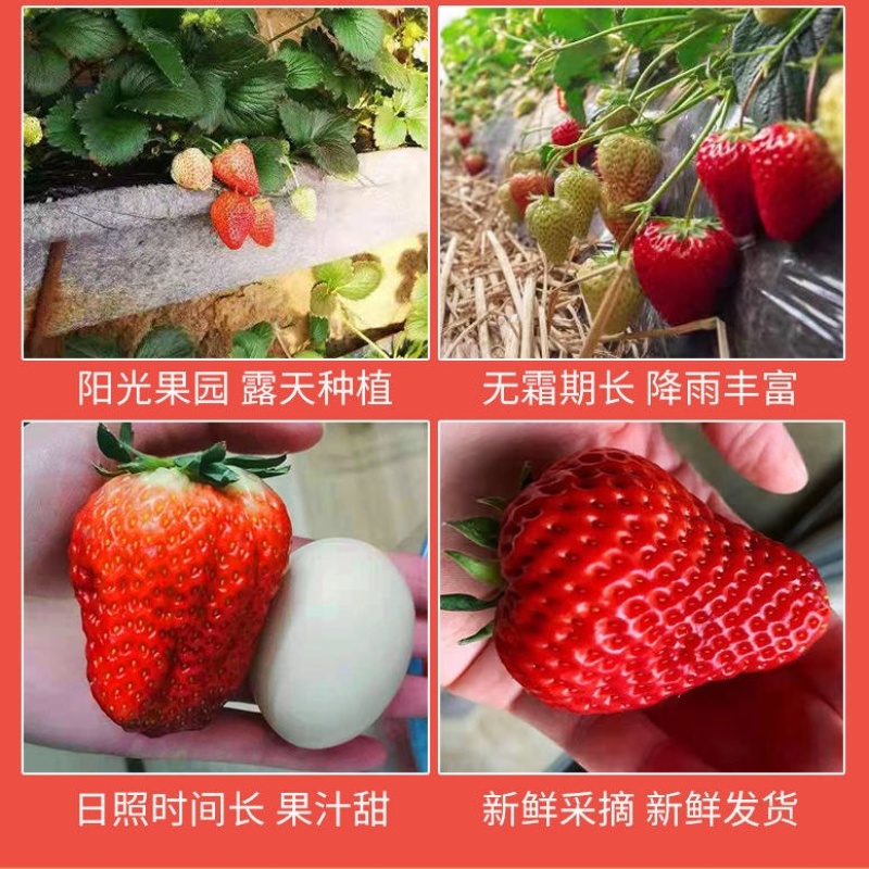 丹东九九草莓，红颜草莓，电商.商超直供，对接市场批发零售