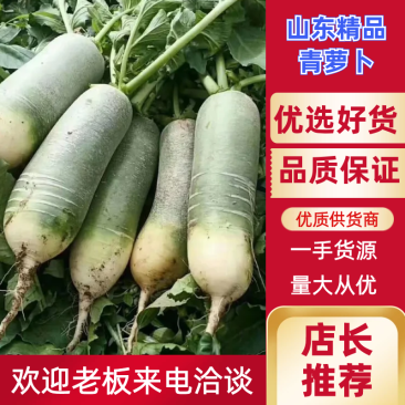 水果萝卜山东肥城水果萝卜大量上市中，价格便宜，质量好
