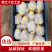 山东肥城荷兰十五土豆精品土豆)一手货源价格