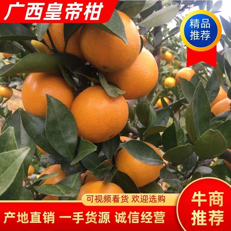 【皇帝柑】广西正宗皇帝柑精品柑桔火暴抢购新鲜现货现摘现发