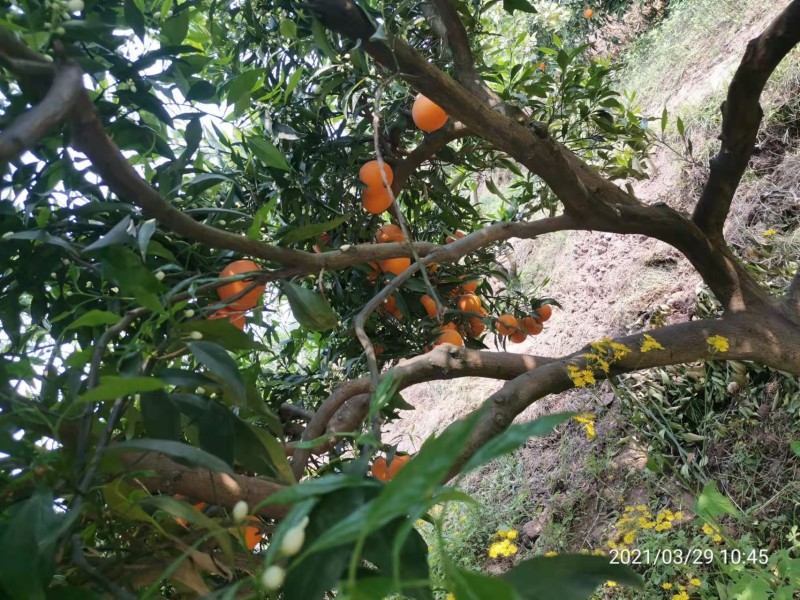 纽荷尔脐橙苗、基地直销、支持视频看货、欢迎来电咨询
