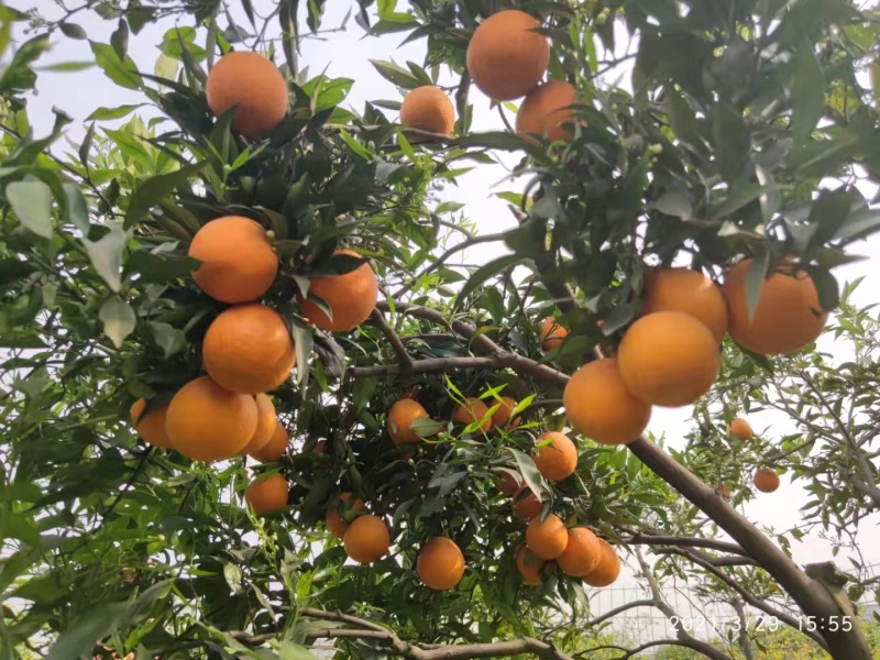 纽荷尔脐橙苗、基地直销、支持视频看货、欢迎来电咨询