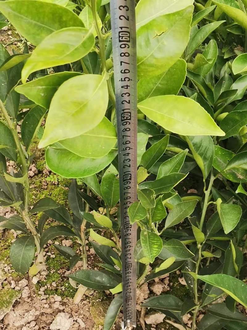 纽荷尔脐橙苗、基地直销、支持视频看货、欢迎来电咨询