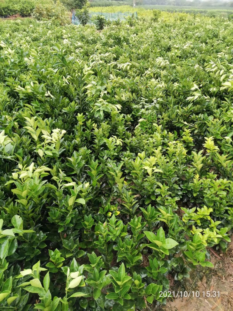 纽荷尔脐橙苗、基地直销、支持视频看货、欢迎来电咨询