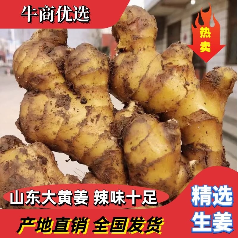 优质小黄姜大量供应货源充足辣味十足质优价廉