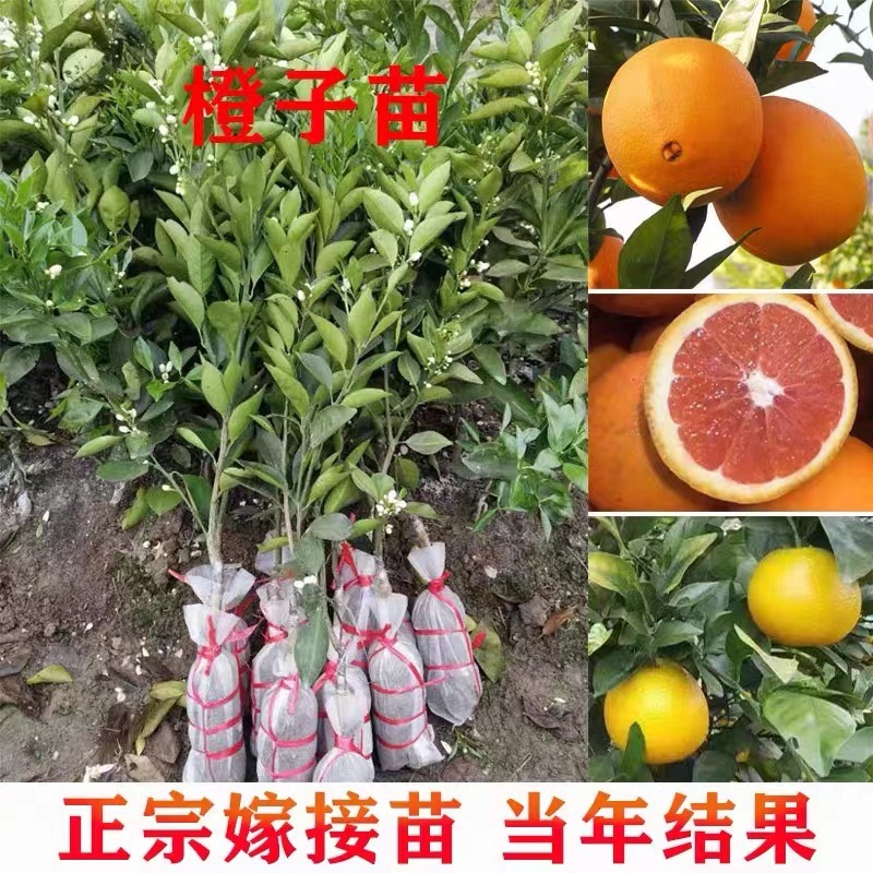 纽荷尔脐橙苗、基地直销、支持视频看货、欢迎来电咨询