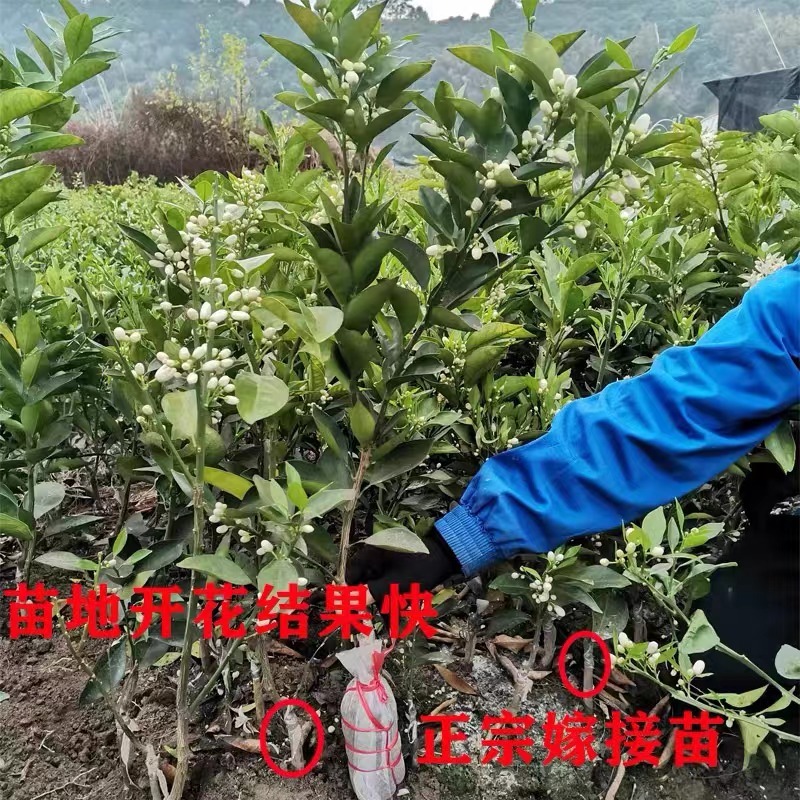 纽荷尔脐橙苗、基地直销、支持视频看货、欢迎来电咨询