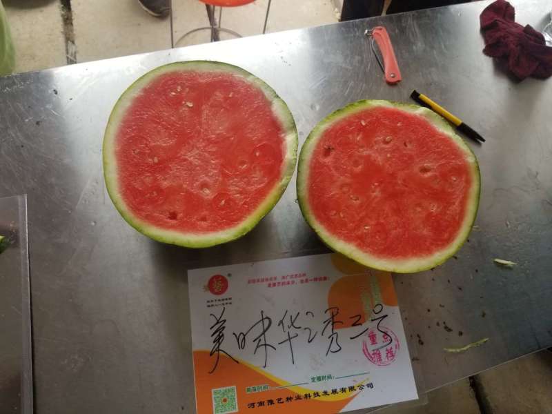 美味华之秀三号西瓜种子豫艺种业美都类型红瓤糖度高
