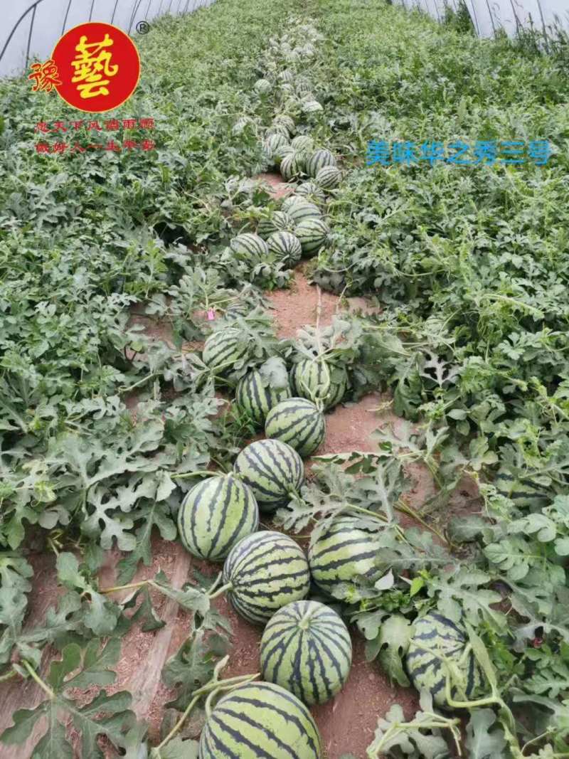 美味华之秀三号西瓜种子豫艺种业美都类型红瓤糖度高