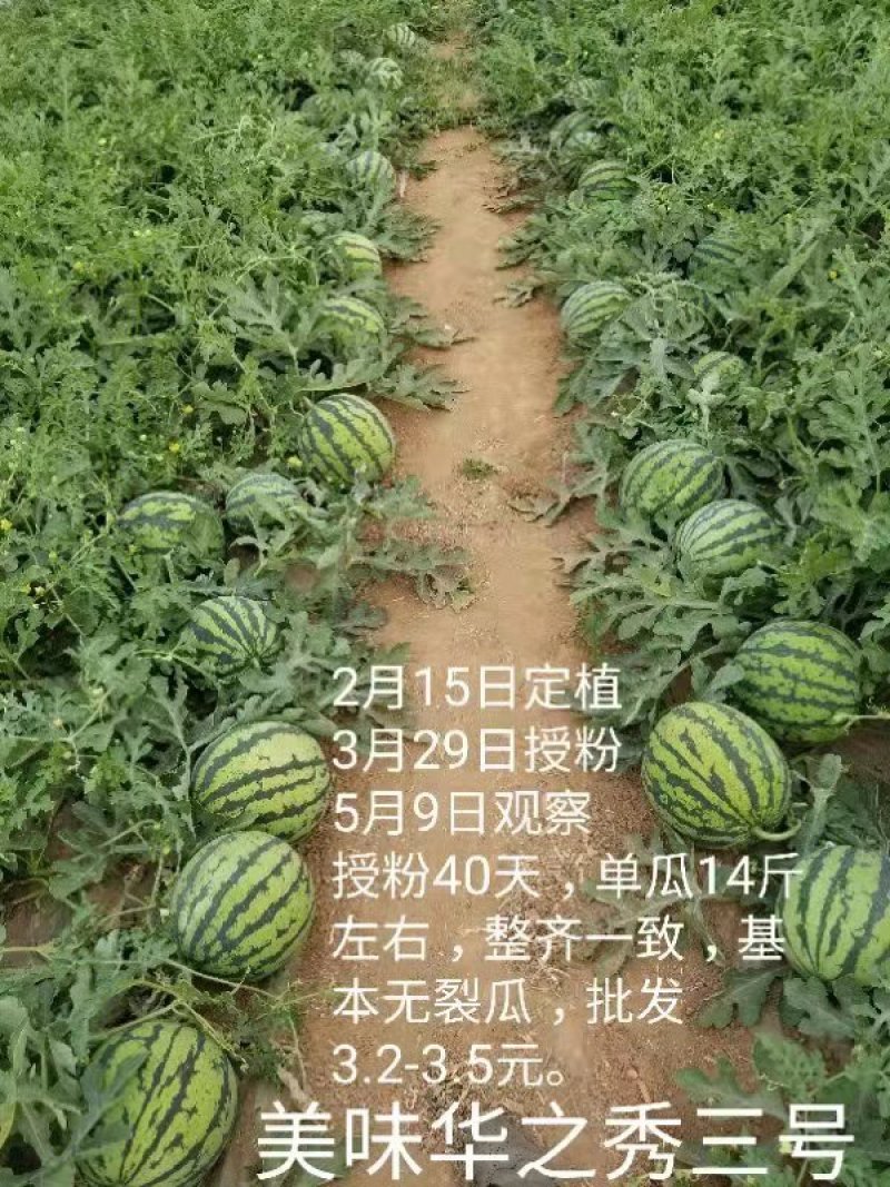 美味华之秀三号西瓜种子豫艺种业美都类型红瓤糖度高