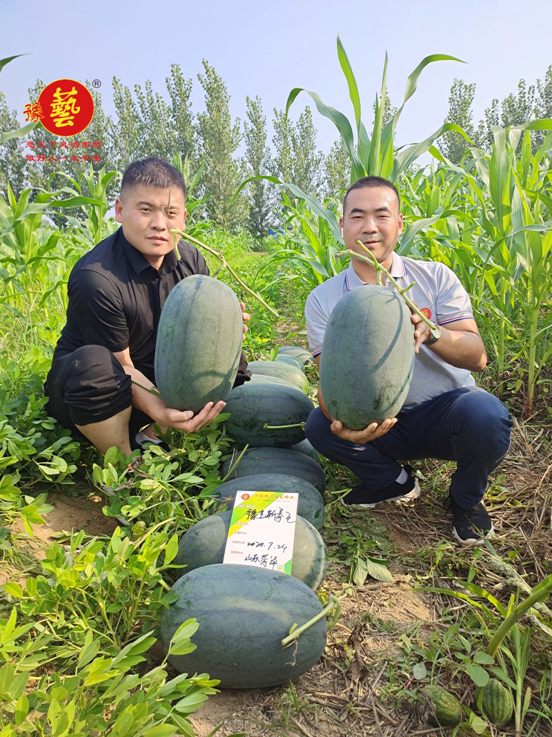 豫艺新拳王西瓜种子豫艺种业抗重茬大红瓤抗病大果高产