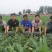 豫艺新拳王西瓜种子豫艺种业抗重茬大红瓤抗病大果高产