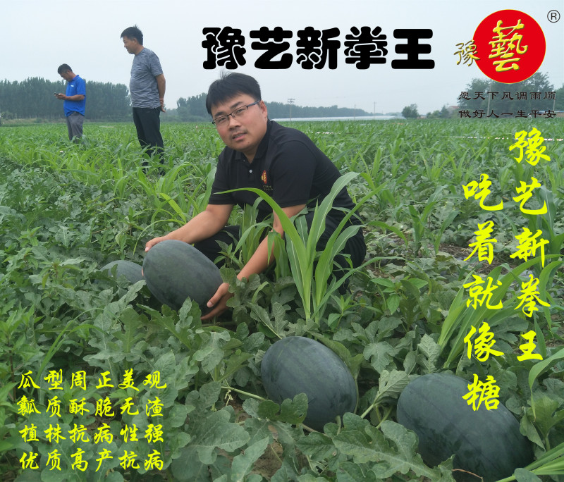 豫艺新拳王西瓜种子豫艺种业抗重茬大红瓤抗病大果高产
