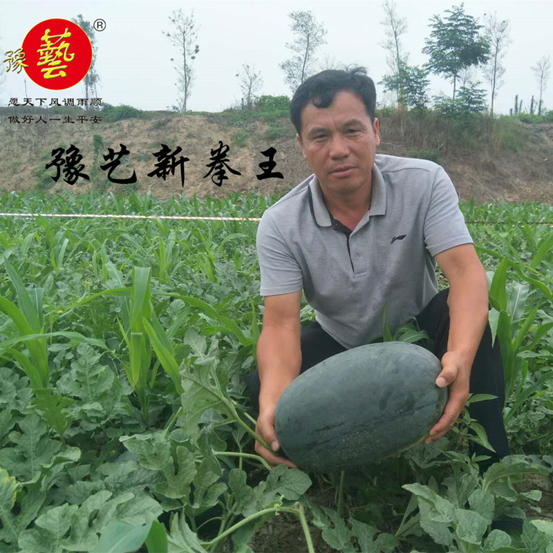 豫艺新拳王西瓜种子豫艺种业抗重茬大红瓤抗病大果高产