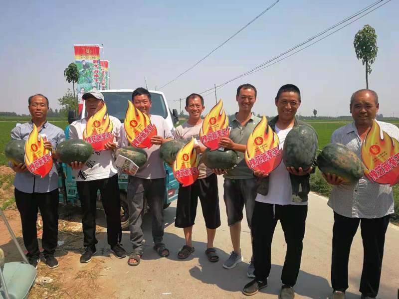 豫艺新拳王西瓜种子豫艺种业抗重茬大红瓤抗病大果高产
