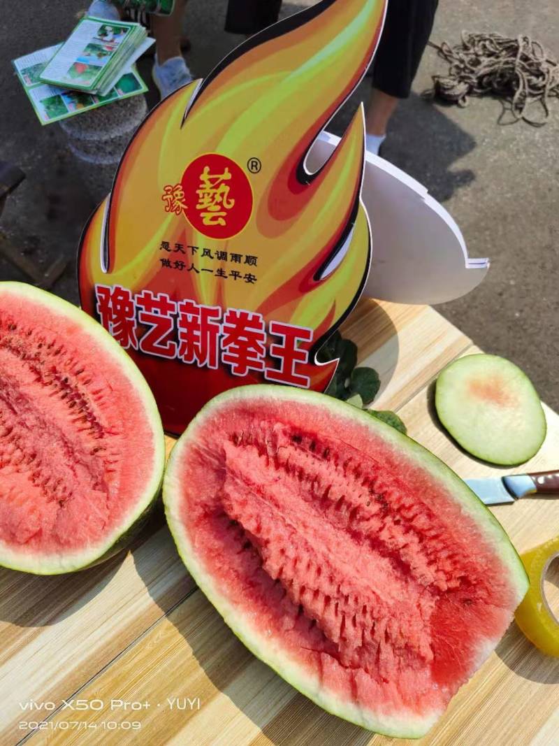 豫艺新拳王西瓜种子豫艺种业抗重茬大红瓤抗病大果高产