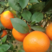 橙子苗、纽荷尔脐橙苗基地直销支持视频看货欢迎来电咨询
