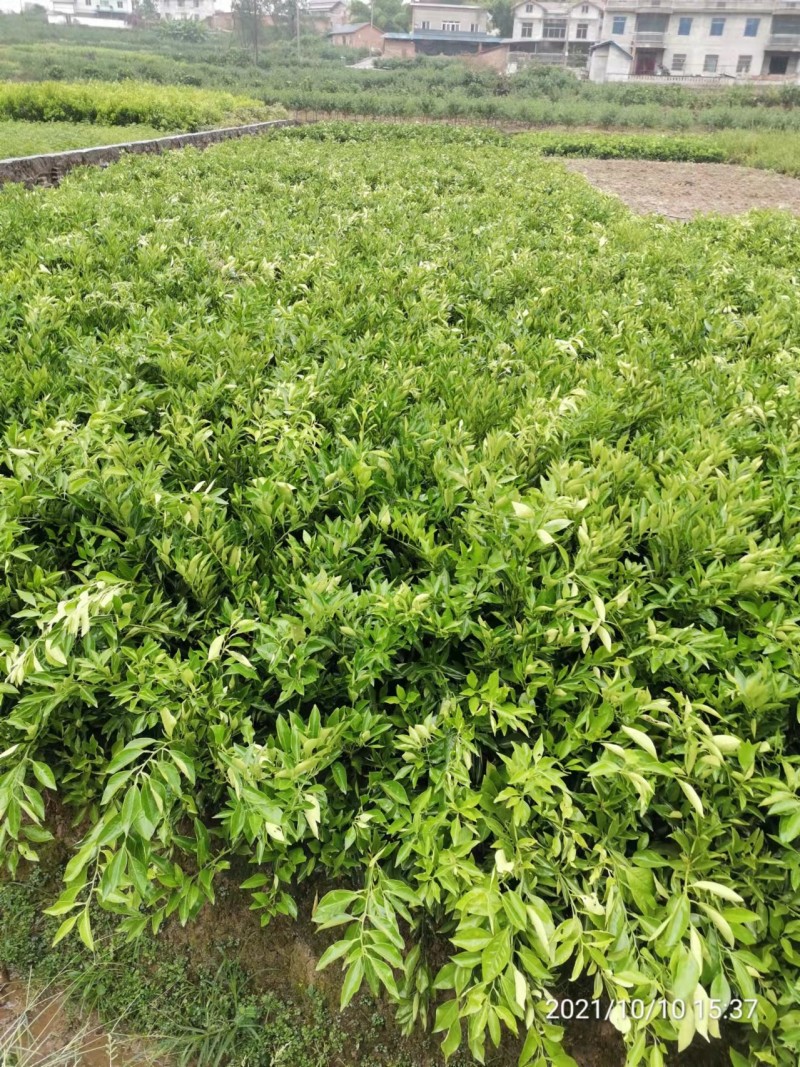 橙子苗、纽荷尔脐橙苗基地直销支持视频看货欢迎来电咨询