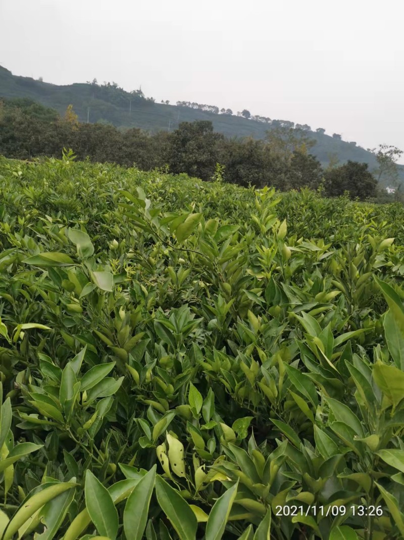橙子苗、纽荷尔脐橙苗基地直销支持视频看货欢迎来电咨询