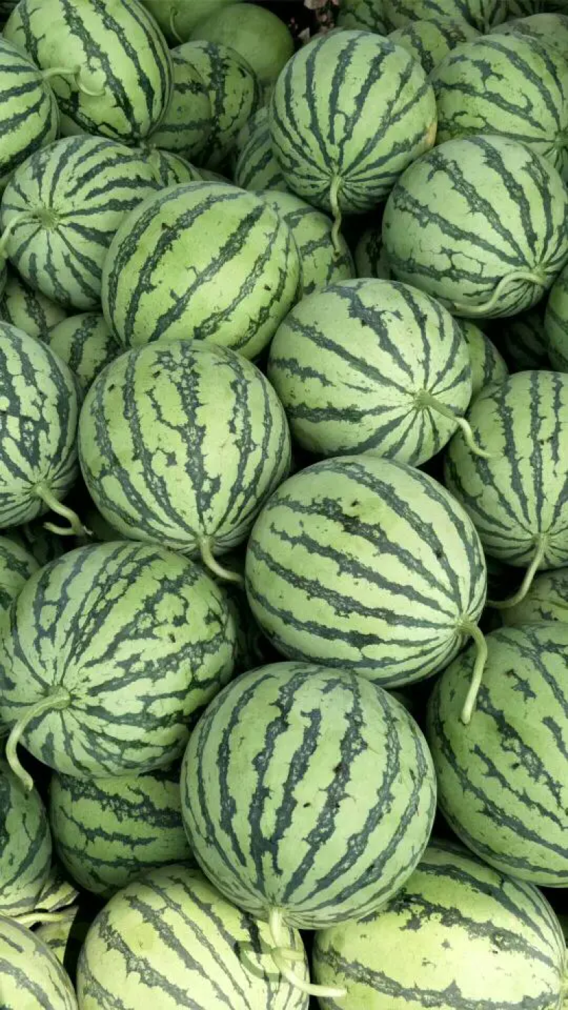 【荐】精品美都西瓜大量供应产地直销甜度高欢迎咨询
