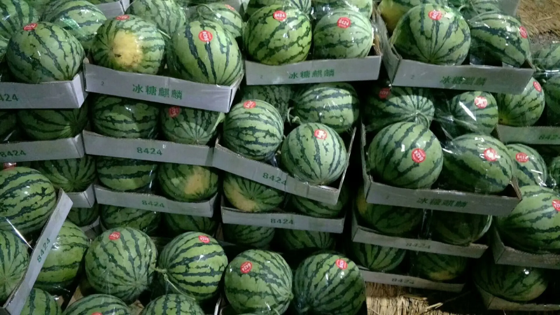 【荐】精品美都西瓜大量供应产地直销甜度高欢迎咨询